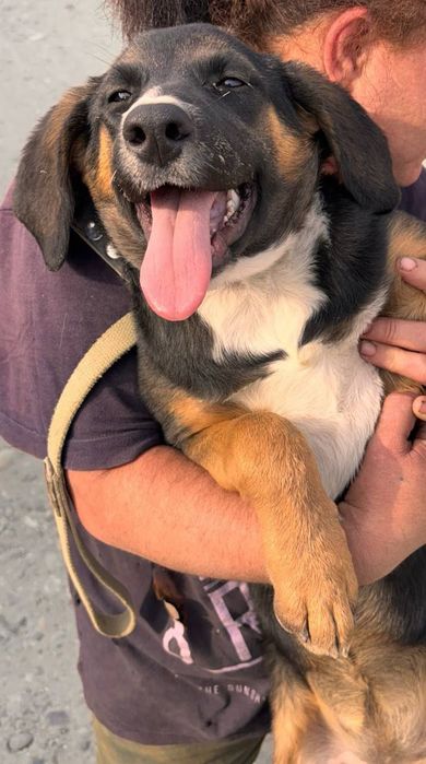 Щенок даром в добрые руки