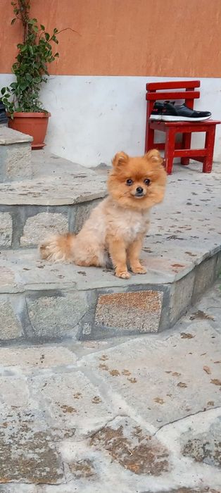 Продавам мини шпиц померани