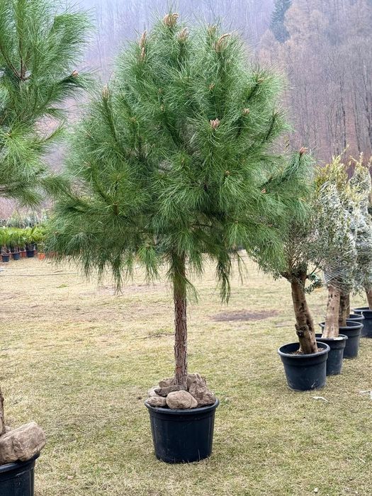 Pin, Bonsai, tuia 3m, spiralata, photinia, palmier, cycas, leylandii