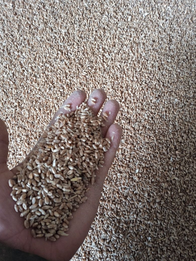 Продам пшеницу..