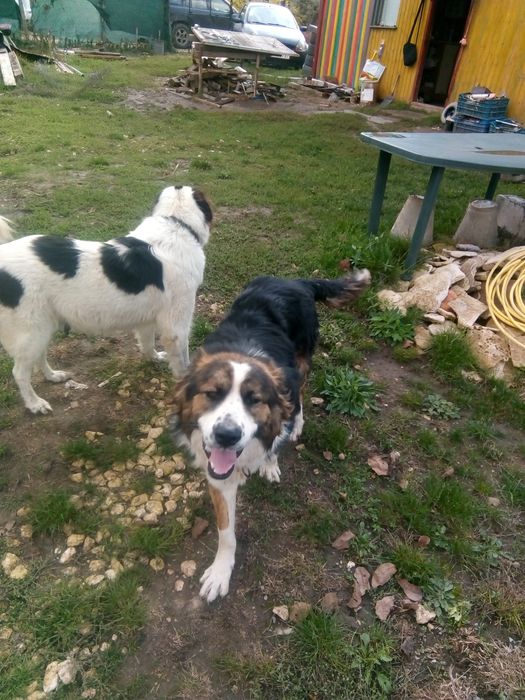 Подарявам кученца каракачанки , на месец и половина.