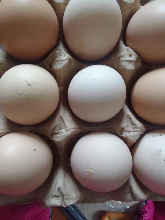 Продам инкубационное яйцо смешанных  пород