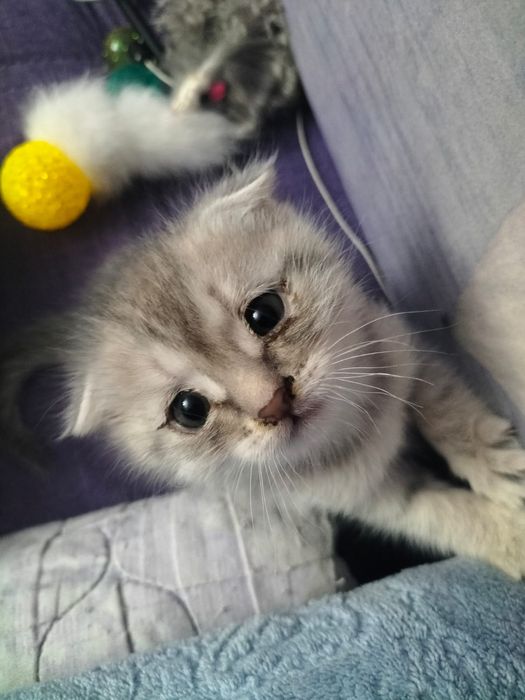 Продам очаровательную шотландскую кошечку