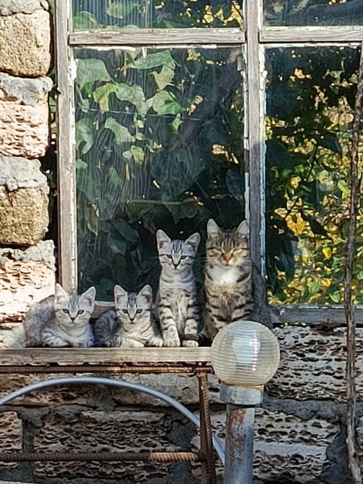Отдам котят в добрые руки