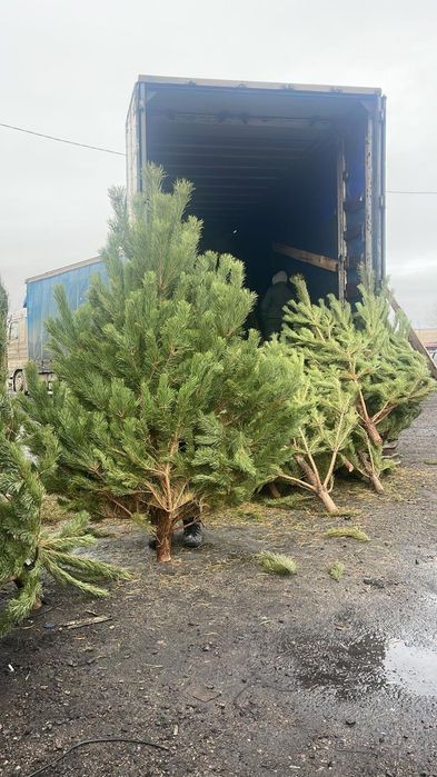 Сосна Елка новогодняя Круглосуточно