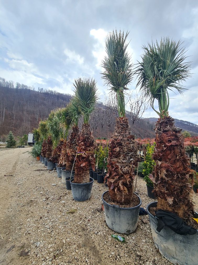 Palmieri trachycarpus fortunei rezistent la frig