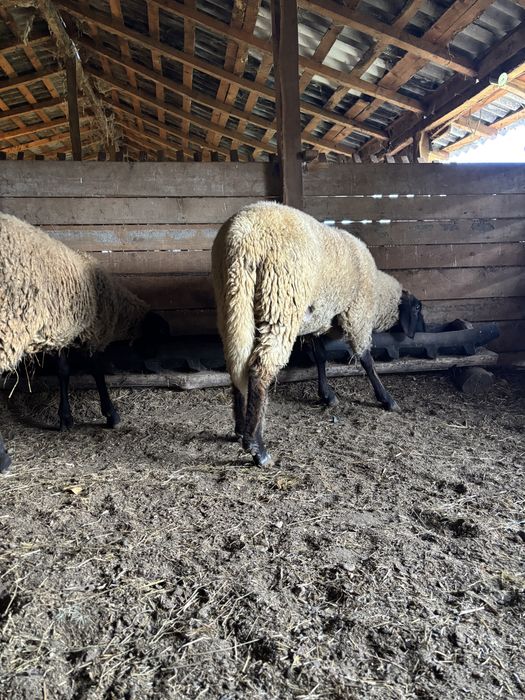 Berbecuti carabasi de vanzare