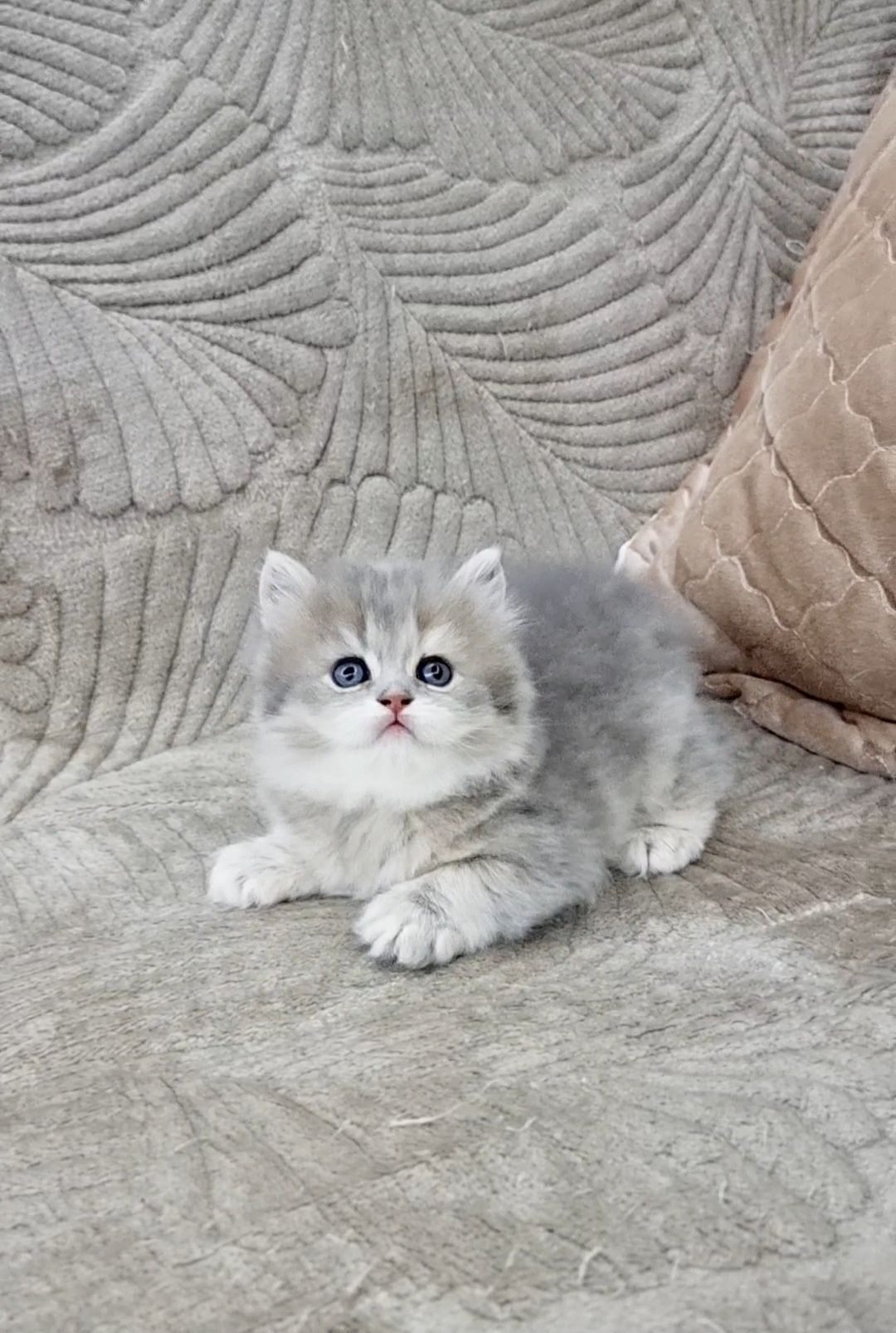Шотланский  Скотиш-страйт голубая шиншила девочка.