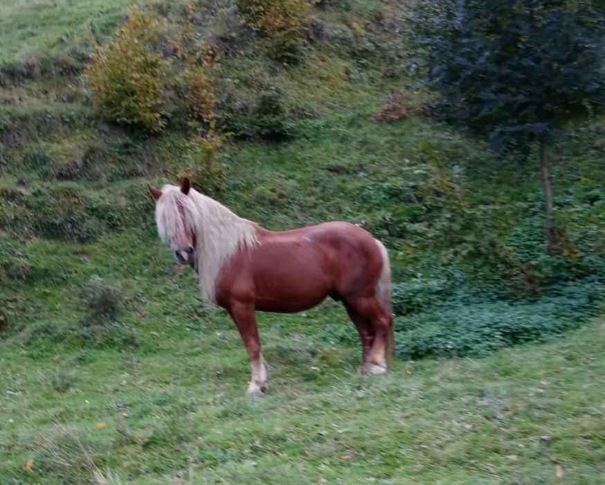 Cal de vanzare, semigreu