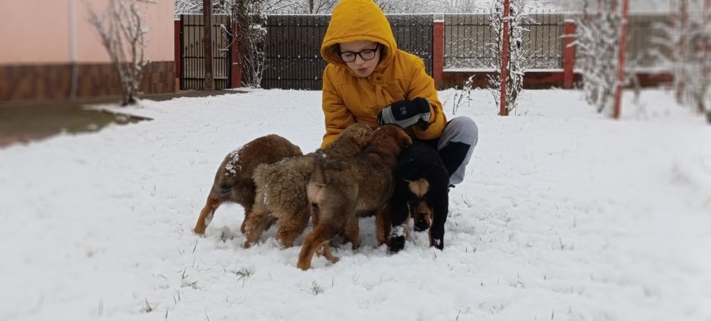 Cățeluși drăguți și jucăuși