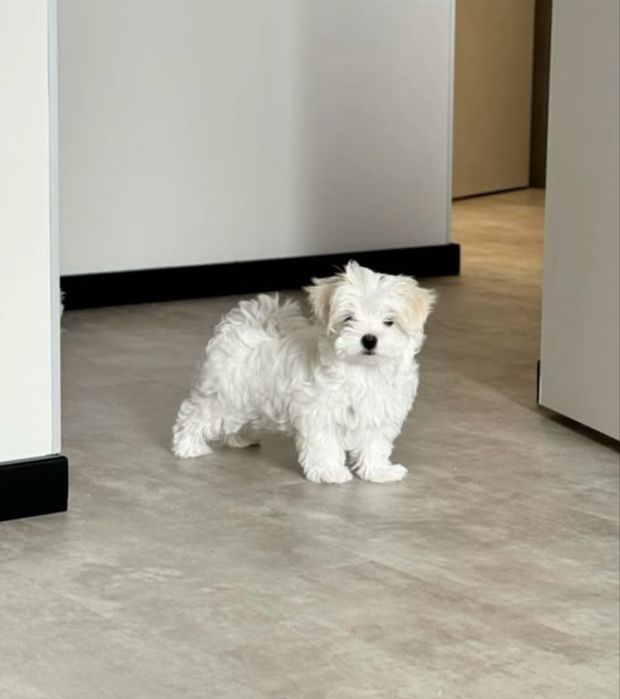 Bichon maltez superb