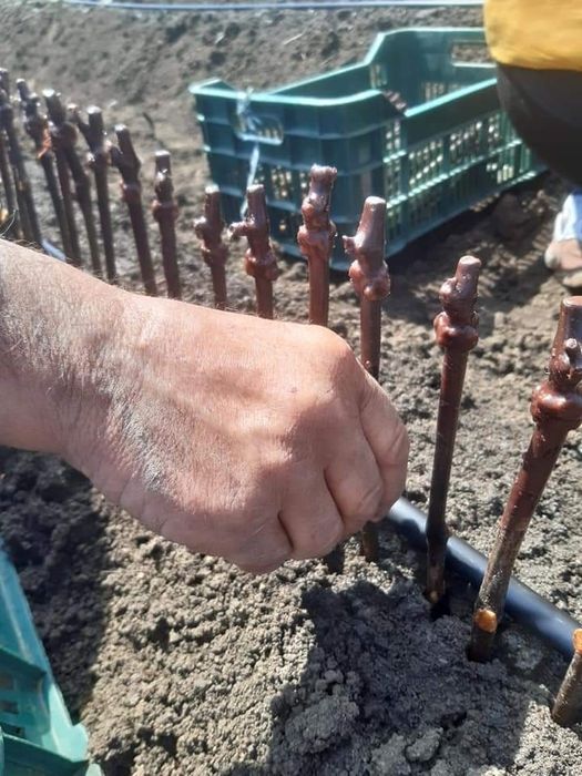 Vita de vie altoita și hibrida anul 2 și 3