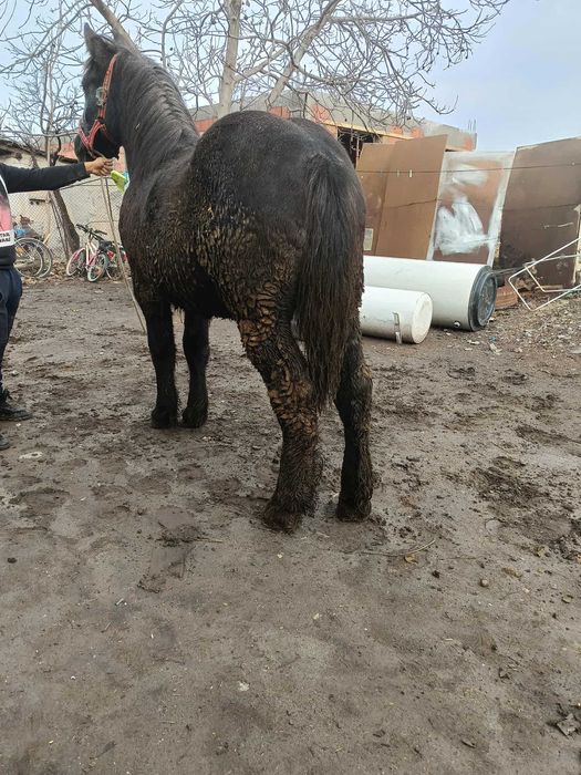 Vând manz de 11 luni sur negru