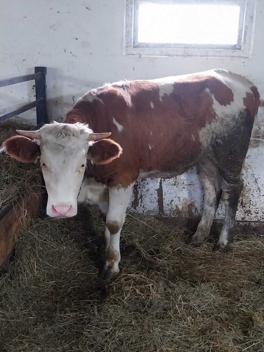 Vând Junincă Bălţată Românească