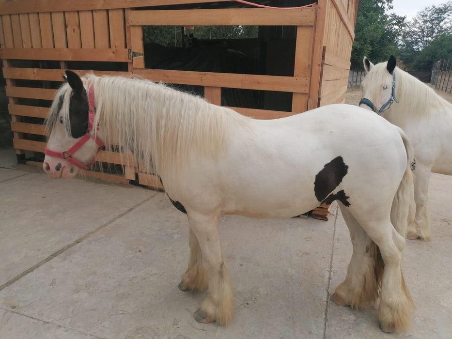 Vând Gypsy Vanner/Irish Cob