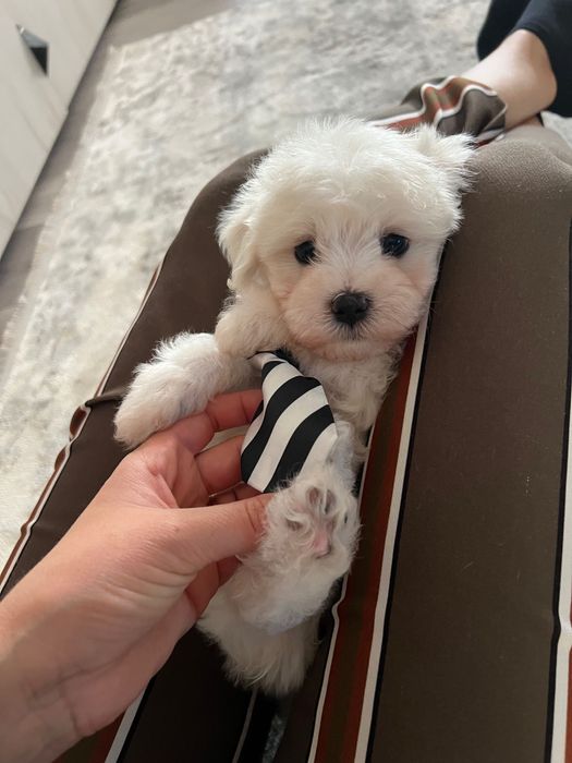 Bichon mascul talia mică