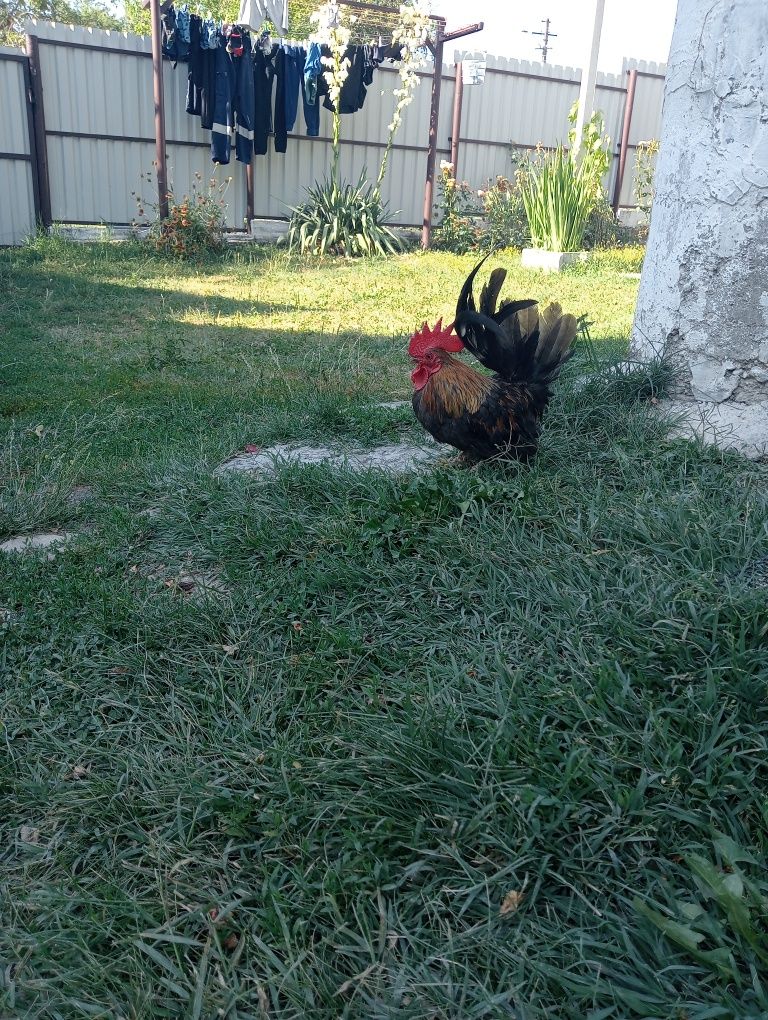 Cocoșel chabo de vanzare