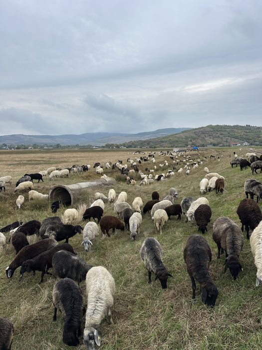 Vand oi caracul 290de bucati