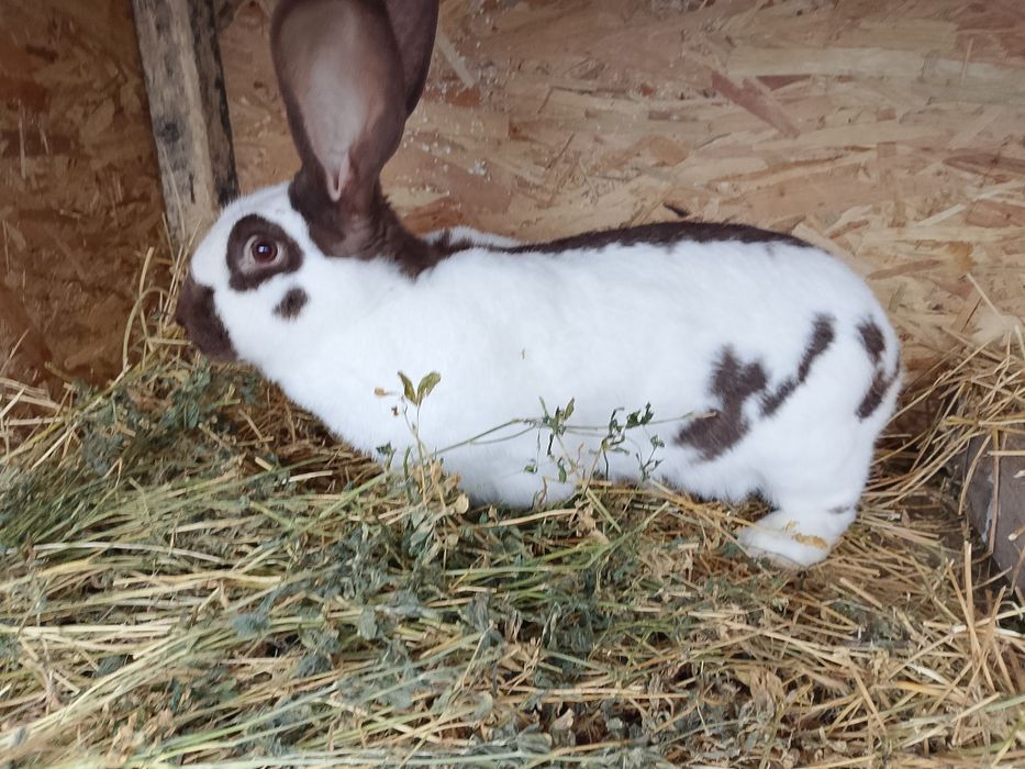 Vând femelă fluture german pe havana