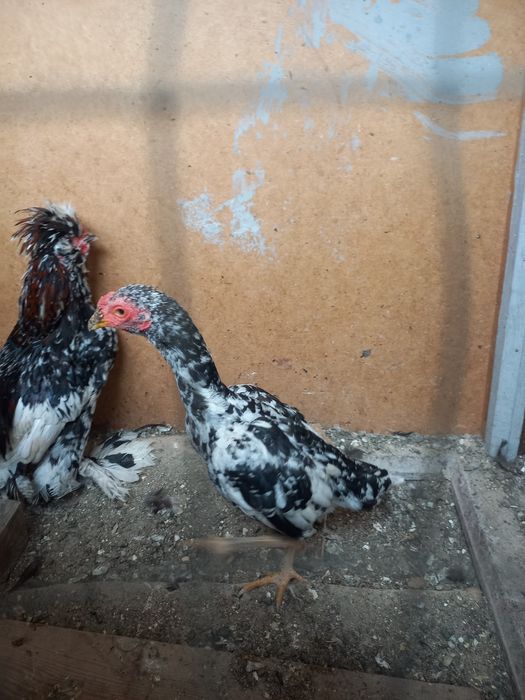 Япон хурозлар сотилади