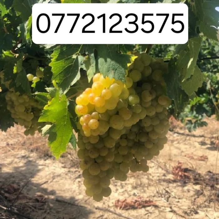 Butasi vita de vie hibrid și altoita