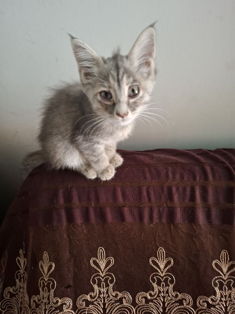 Отдам котят в хорошие руки
