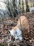 Vând țap de doi ani rasa nubian bun de prăsilă, sau schimb, vând iezi