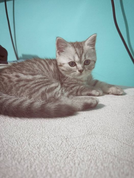 Serebreniy shinshila sotiladi