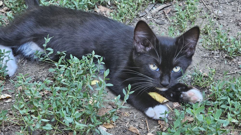 Pisicuta drăguta spre adopție