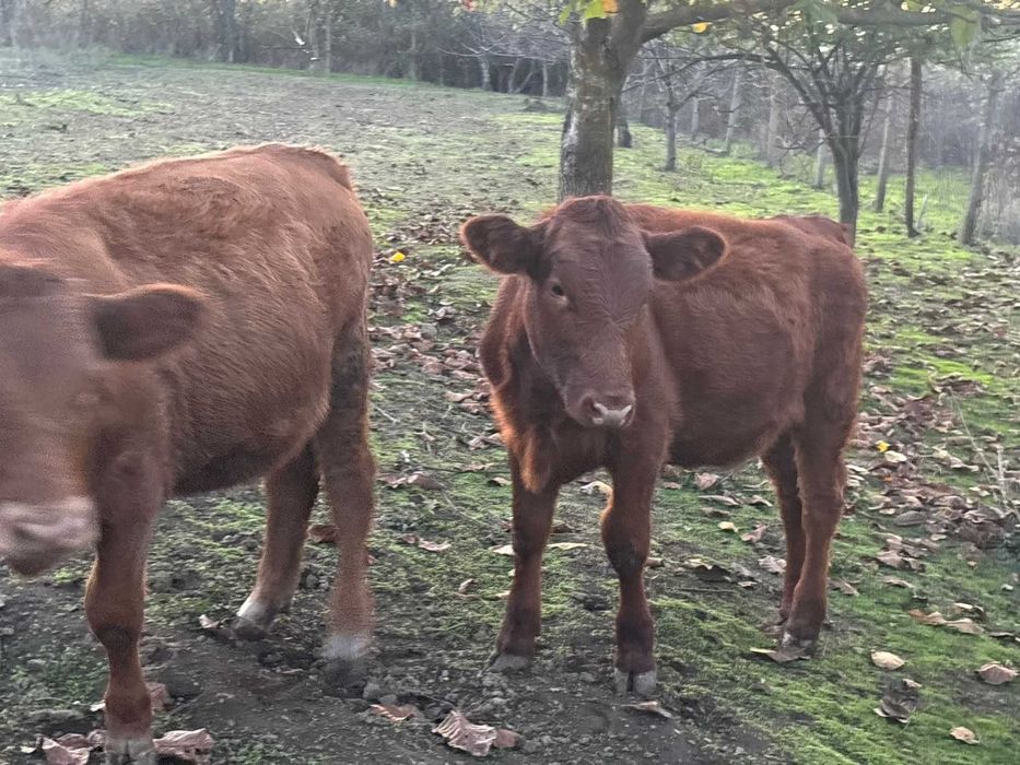 Женски месодайни телета