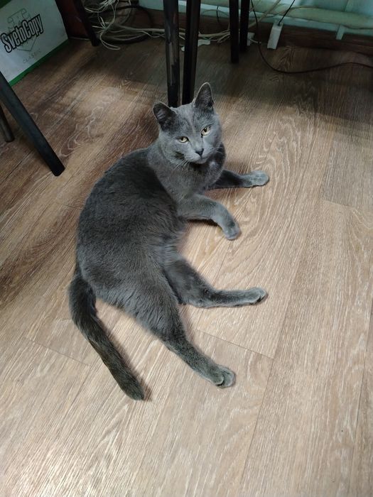 Возьмите Дымку в семью