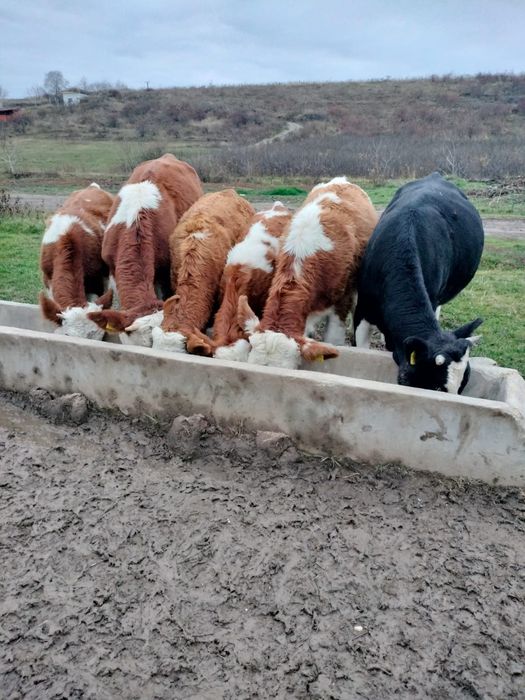Vând vitei, 4 femele și 2 masculi