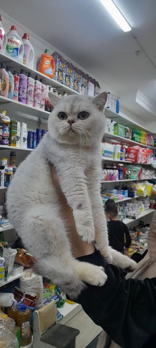 Биританиски еркак мушук вийазкага кизларни таклиф килади