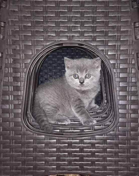 British shorthair bluie doar fetițe