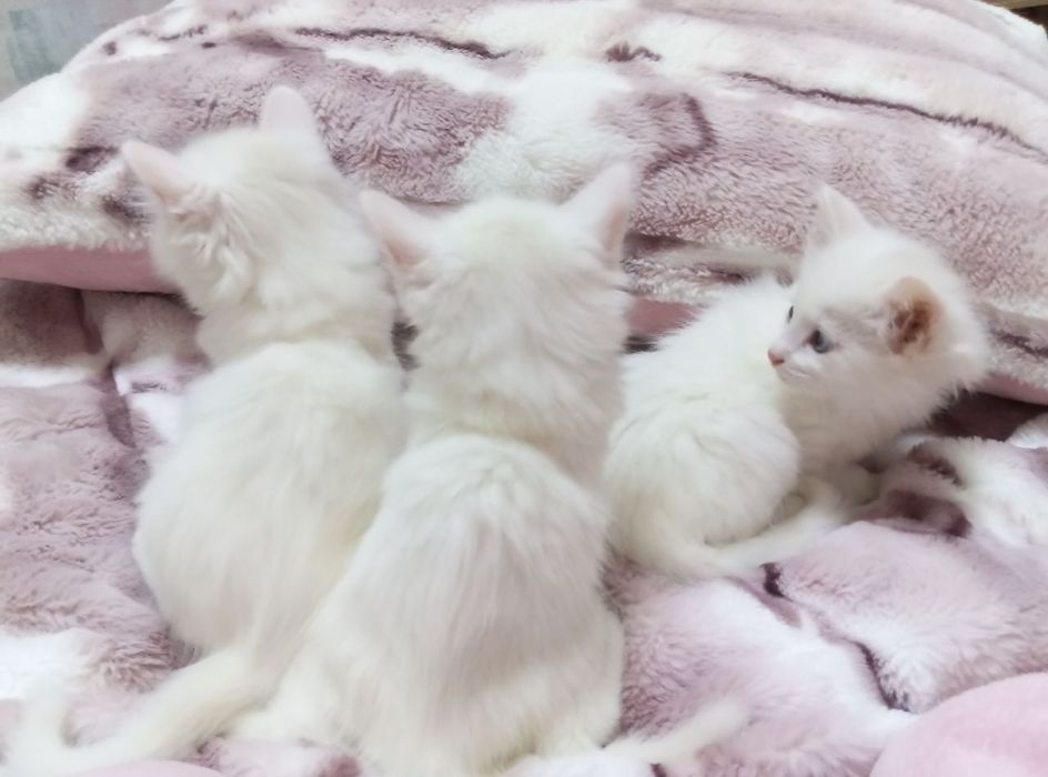 котята турецкой ангоры СРОЧНО