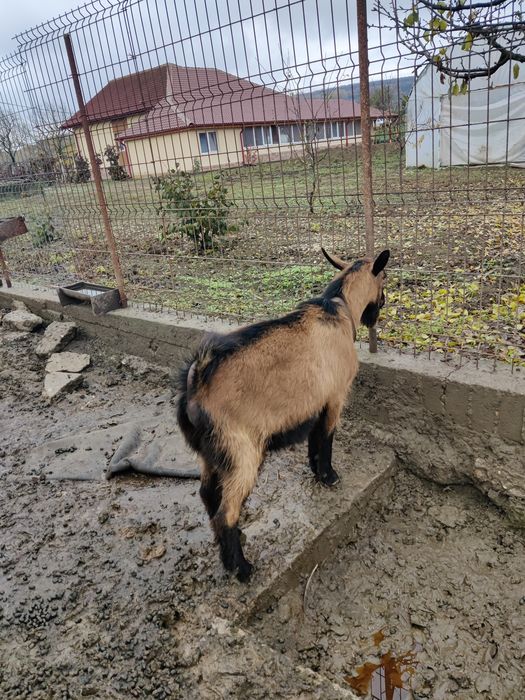 Vând țap rasa alpina franceza