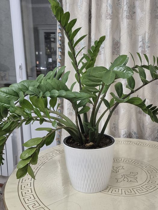 Цветы комнатные продам, для дома, офиса