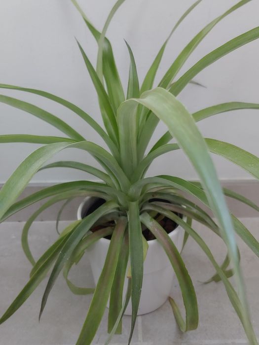 Orhidee de vanilie, ananas, bananier, dracaena lemon