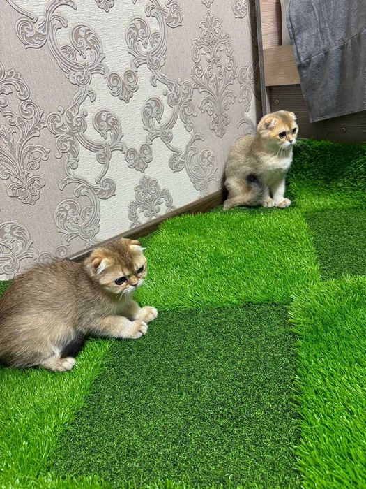 Срочно продается котята