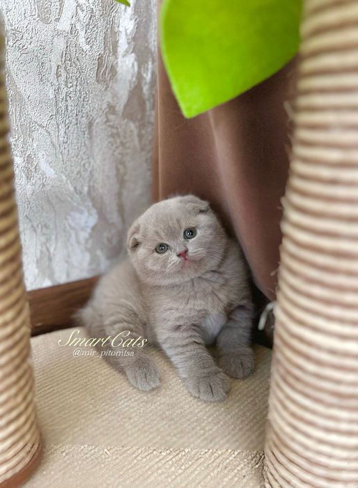 Шотландские котята - Scottish fold kittens.