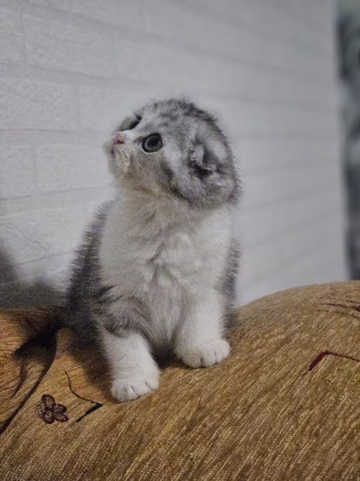 Scottish fold marmor