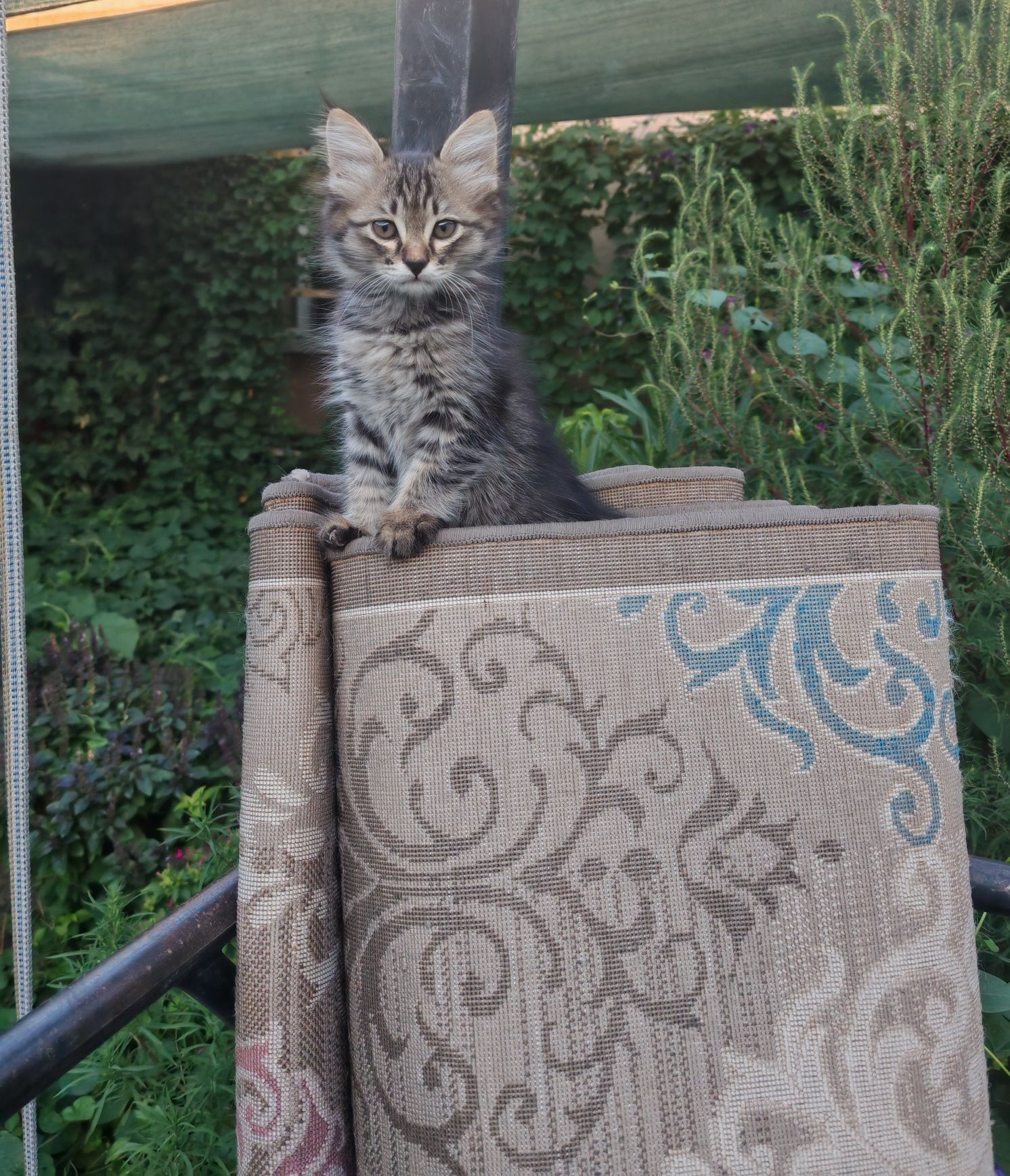 Котята, отдам даром