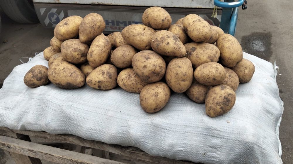 Картофель лук морковь свёкла капуста тыква