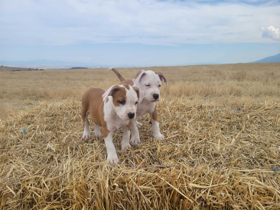 Американски стафордширски териер - елитни родители с родословие