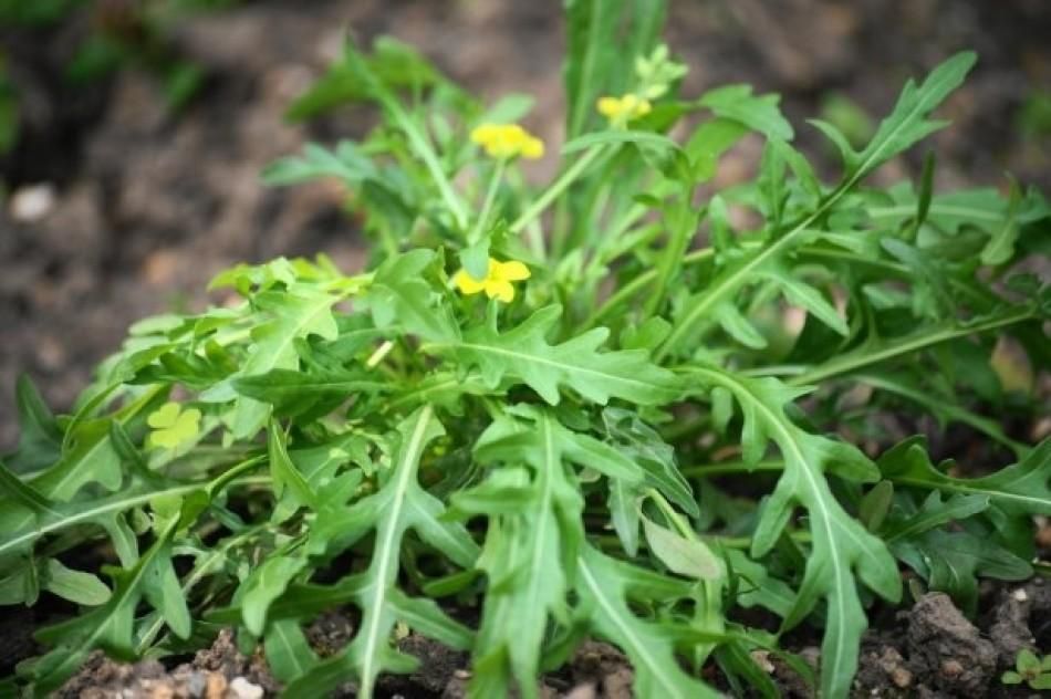 50 seminte rucola- salata -Se poate cultiva si in lazi sau ghivece