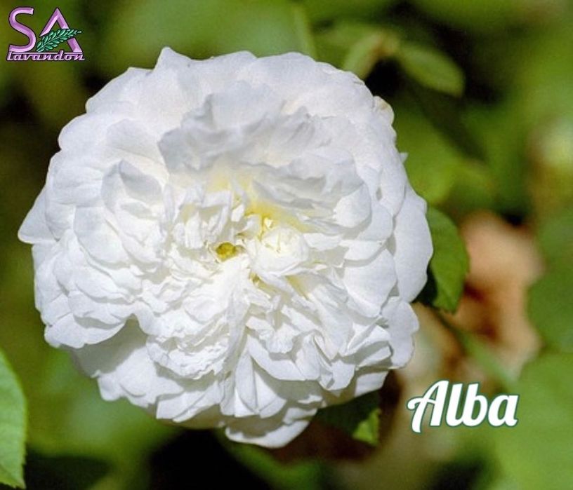 Trandafiri Dulceata,Lavanda Angustifolia Sevtopolis