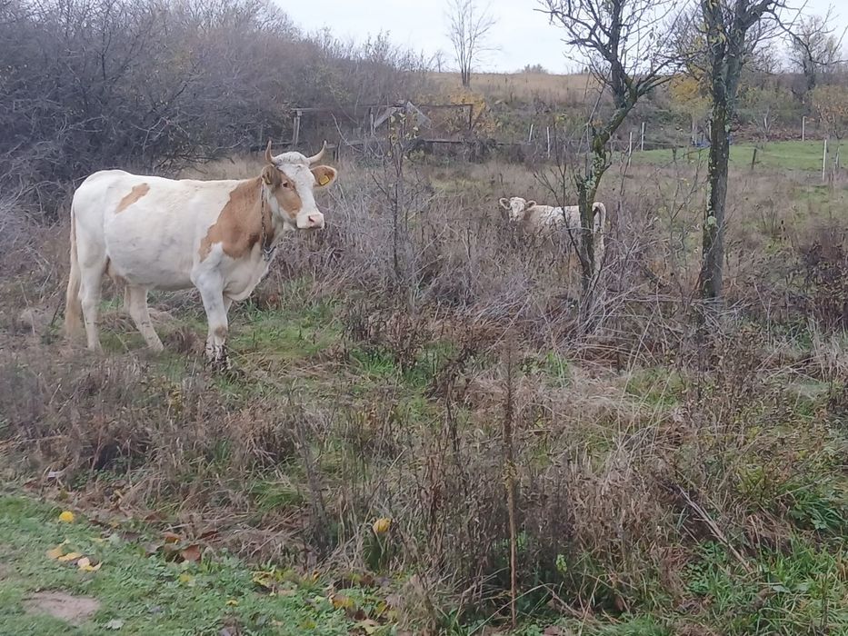 Vând vaca cu vițea preț negociabil