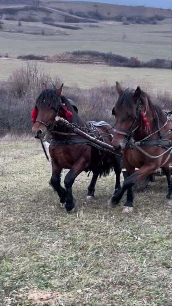 Armăsar de 2 ani merge la căruță este foarte cuminte