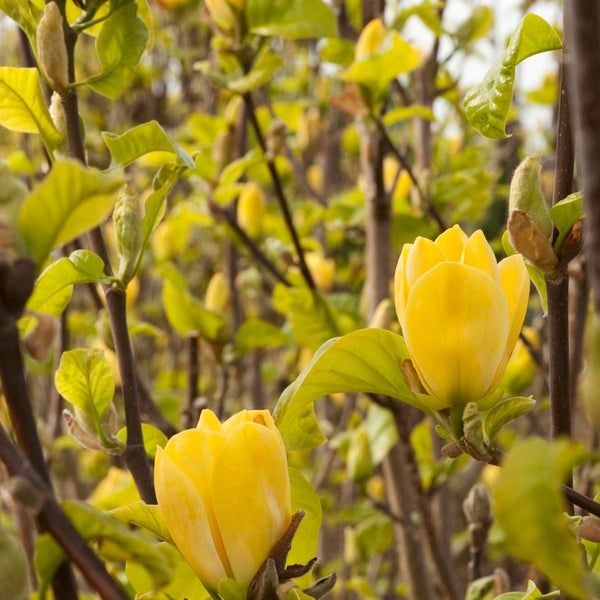 Magnolie yellow bird