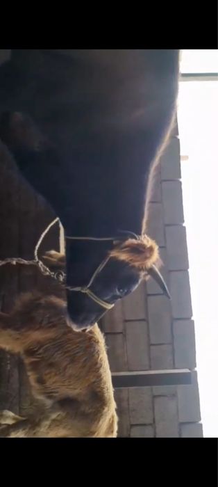 Сауын сиыр сатылады